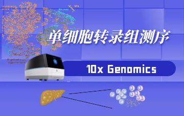 單細胞轉錄組測序
