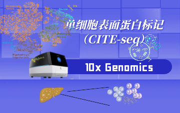 表面蛋白標記（CITE-seq）