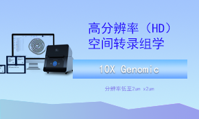 Visium HD（高分辨率）空間轉錄組測序