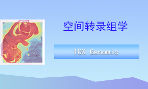 Visium CytAssist空間轉錄組測序