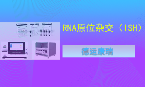 RNA熒光原位雜交（ISH）