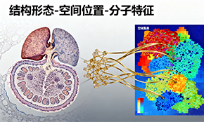 空間&原位轉(zhuǎn)錄組學